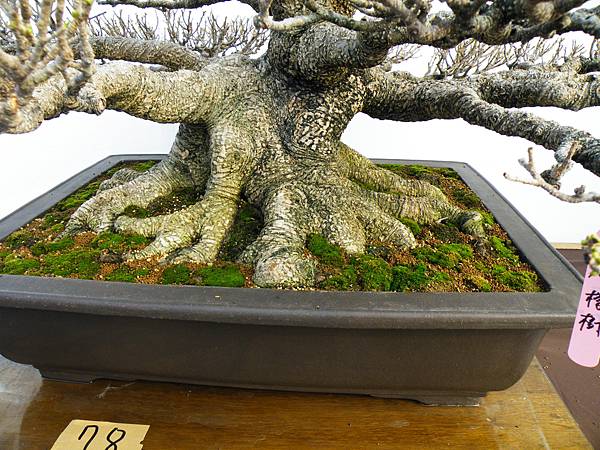 DSCF0145.JPG DSCF0145.JPG