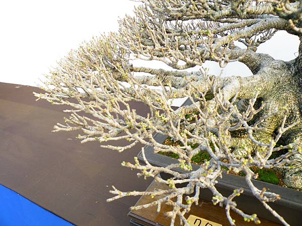 DSCF0148.JPG DSCF0148.JPG