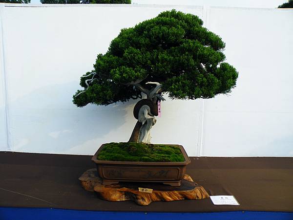 DSCF0150.JPG DSCF0150.JPG