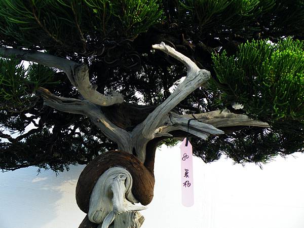 DSCF0152.JPG DSCF0152.JPG