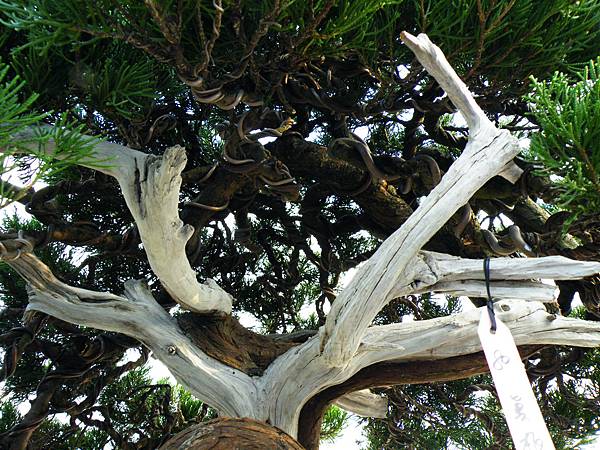 DSCF0153.JPG DSCF0153.JPG