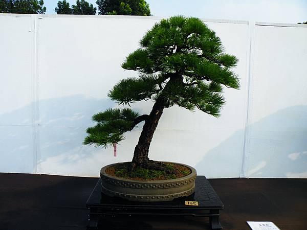 DSCF0155.JPG DSCF0155.JPG