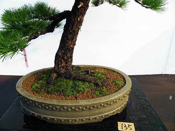 DSCF0156.JPG DSCF0156.JPG