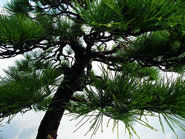 DSCF0157.JPG DSCF0157.JPG