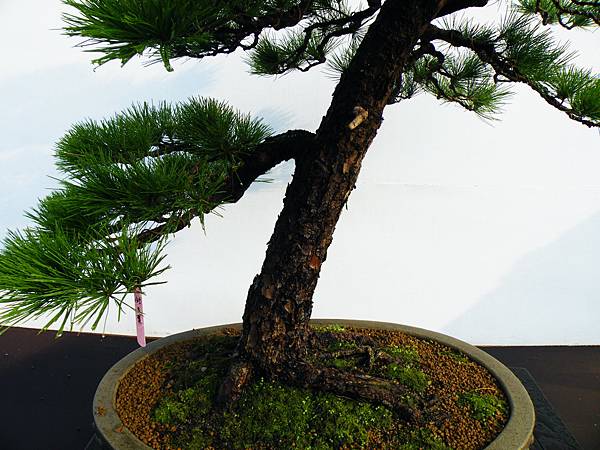 DSCF0158.JPG DSCF0158.JPG