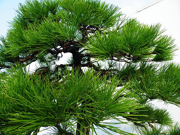 DSCF0159.JPG DSCF0159.JPG