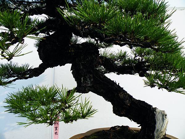 DSCF0162.JPG DSCF0162.JPG