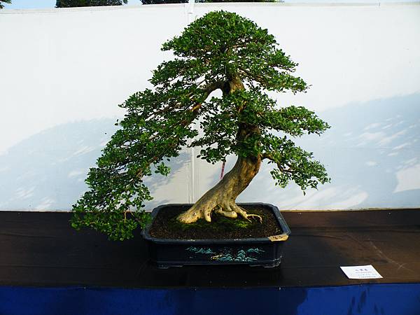 DSCF0164.JPG DSCF0164.JPG