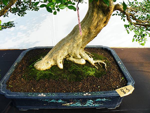 DSCF0165.JPG DSCF0165.JPG