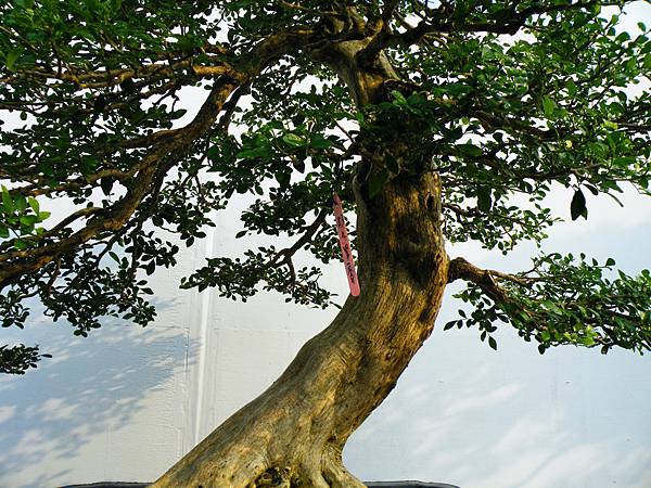 DSCF0167.JPG DSCF0167.JPG