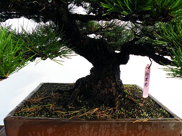 DSCF0170.JPG DSCF0170.JPG