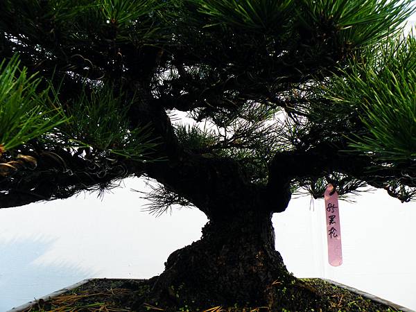 DSCF0171.JPG DSCF0171.JPG