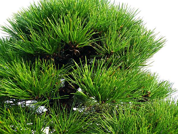 DSCF0172.JPG DSCF0172.JPG