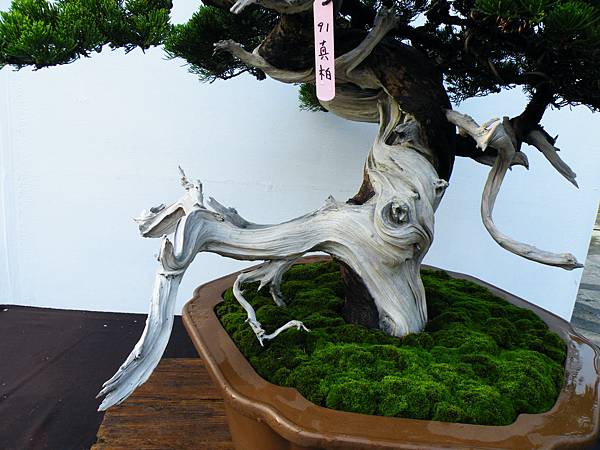 DSCF0181.JPG DSCF0181.JPG