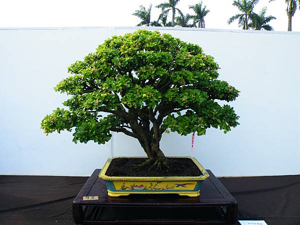 DSCF0183.JPG DSCF0183.JPG