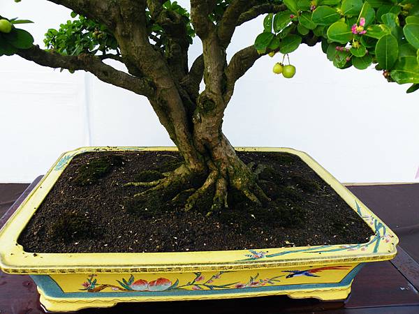 DSCF0184.JPG DSCF0184.JPG