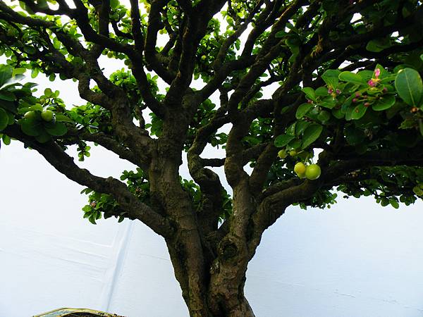 DSCF0185.JPG DSCF0185.JPG