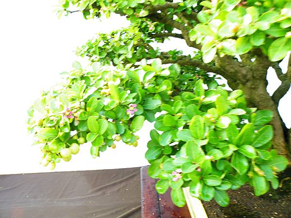 DSCF0186.JPG DSCF0186.JPG