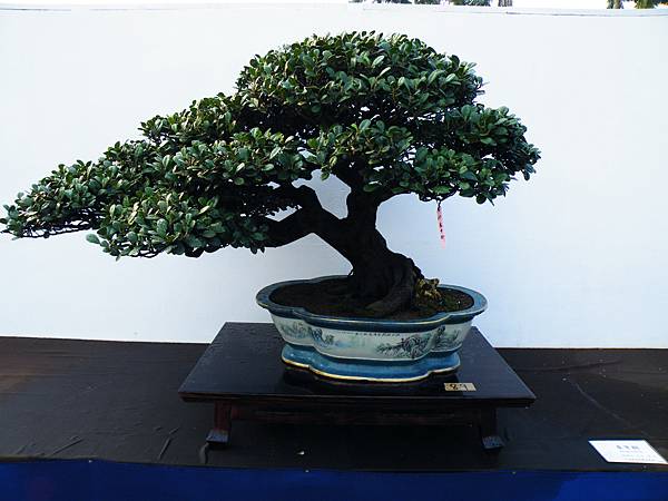 DSCF0187.JPG DSCF0187.JPG