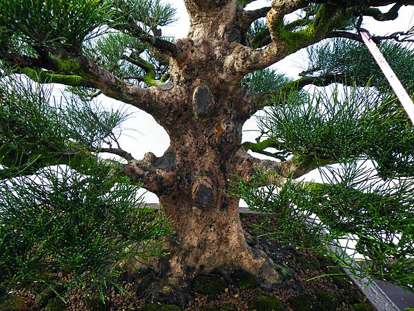 DSCF0192.JPG DSCF0192.JPG