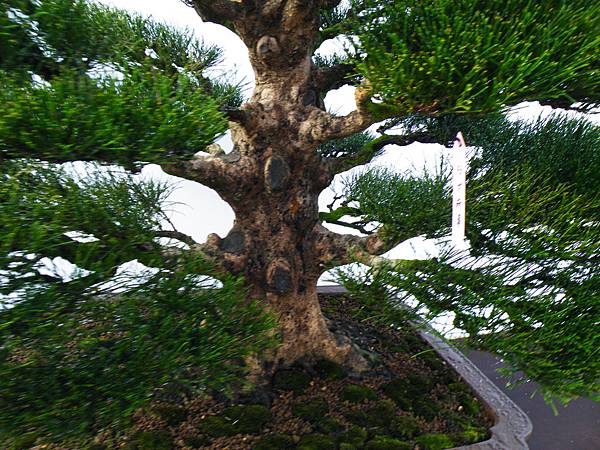 DSCF0194.JPG DSCF0194.JPG