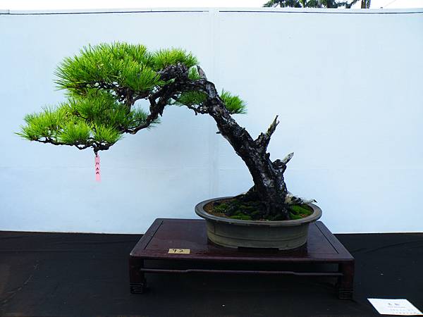 DSCF0195.JPG DSCF0195.JPG