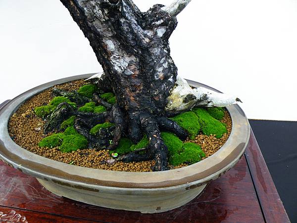 DSCF0196.JPG DSCF0196.JPG