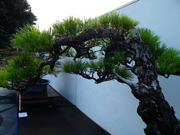 DSCF0197.JPG DSCF0197.JPG