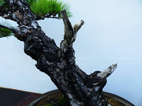 DSCF0198.JPG DSCF0198.JPG