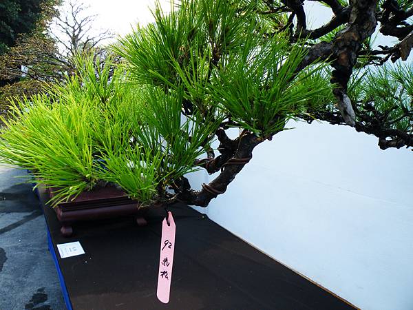 DSCF0199.JPG DSCF0199.JPG