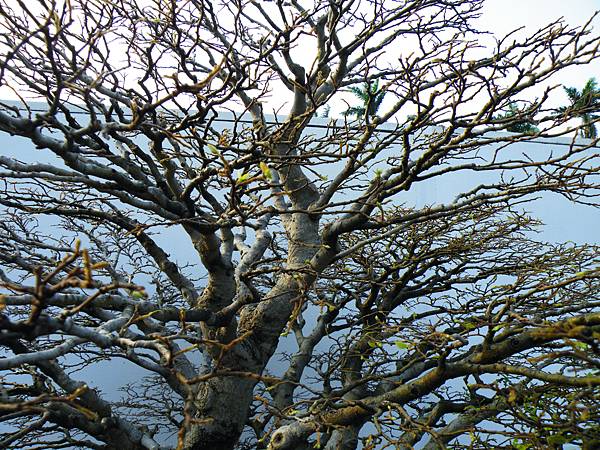 DSCF0203.JPG DSCF0203.JPG