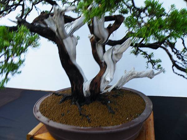 DSCF0205.JPG DSCF0205.JPG