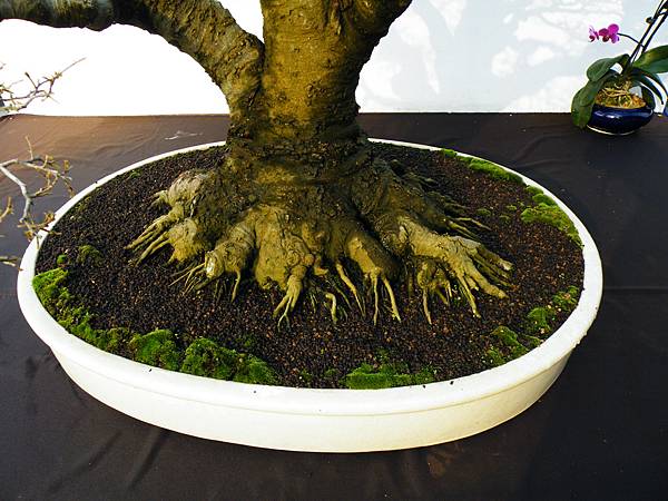 DSCF0207.JPG DSCF0207.JPG