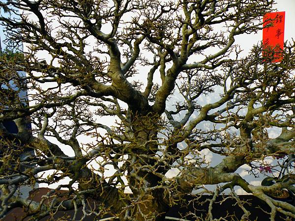 DSCF0210.JPG DSCF0210.JPG