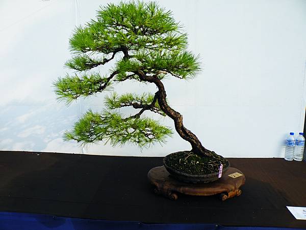 DSCF0211.JPG DSCF0211.JPG