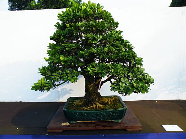 DSCF0213.JPG DSCF0213.JPG