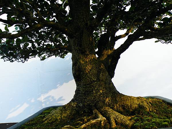 DSCF0215.JPG DSCF0215.JPG