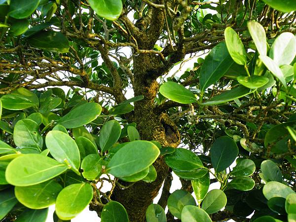 DSCF0216.JPG DSCF0216.JPG