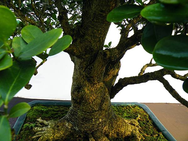 DSCF0217.JPG DSCF0217.JPG