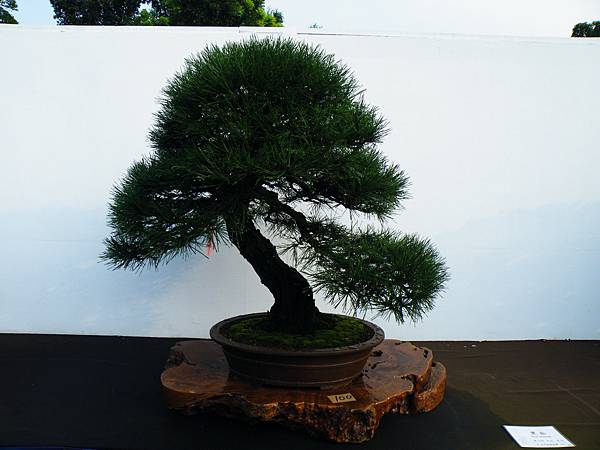 DSCF0218.JPG DSCF0218.JPG