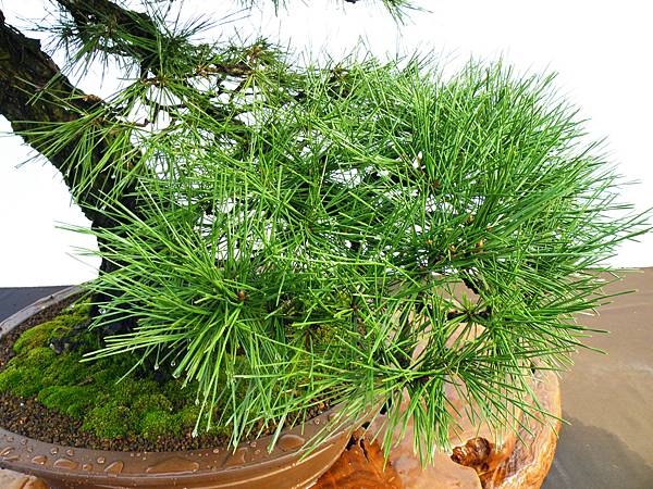 DSCF0220.JPG DSCF0220.JPG