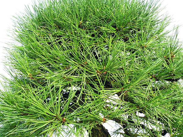 DSCF0221.JPG DSCF0221.JPG