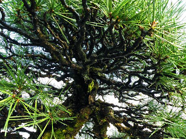 DSCF0223.JPG DSCF0223.JPG