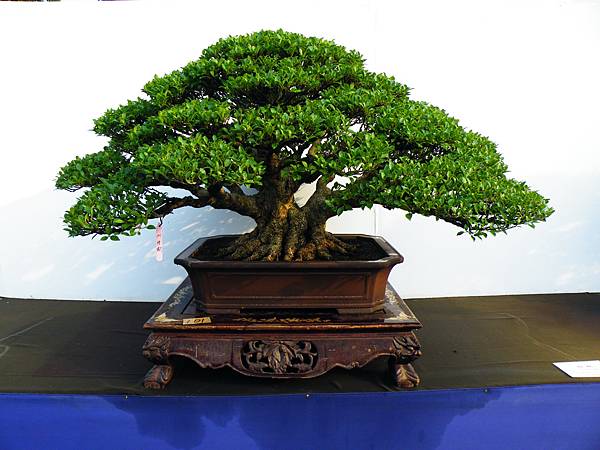 DSCF0224.JPG DSCF0224.JPG