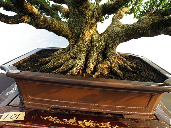 DSCF0225.JPG DSCF0225.JPG