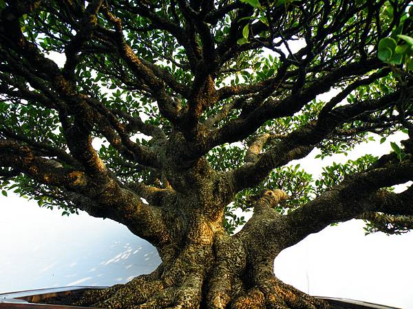 DSCF0226.JPG DSCF0226.JPG