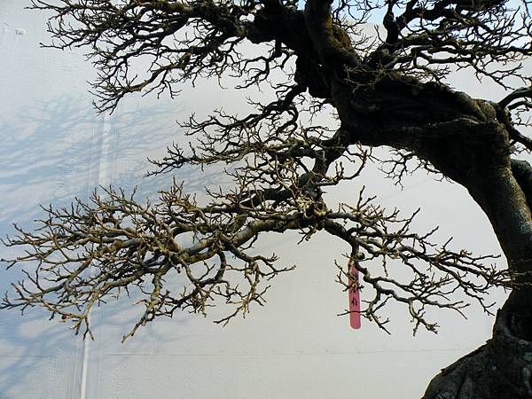 DSCF0231.JPG DSCF0231.JPG