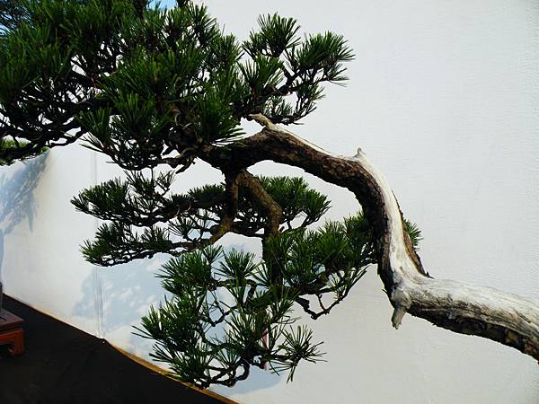 DSCF0233.JPG DSCF0233.JPG