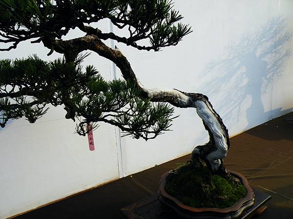 DSCF0234.JPG DSCF0234.JPG