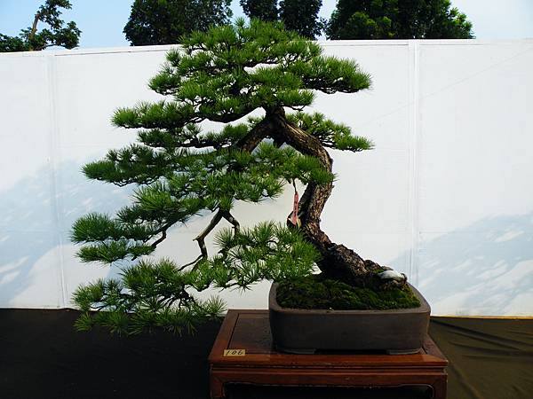 DSCF0235.JPG DSCF0235.JPG